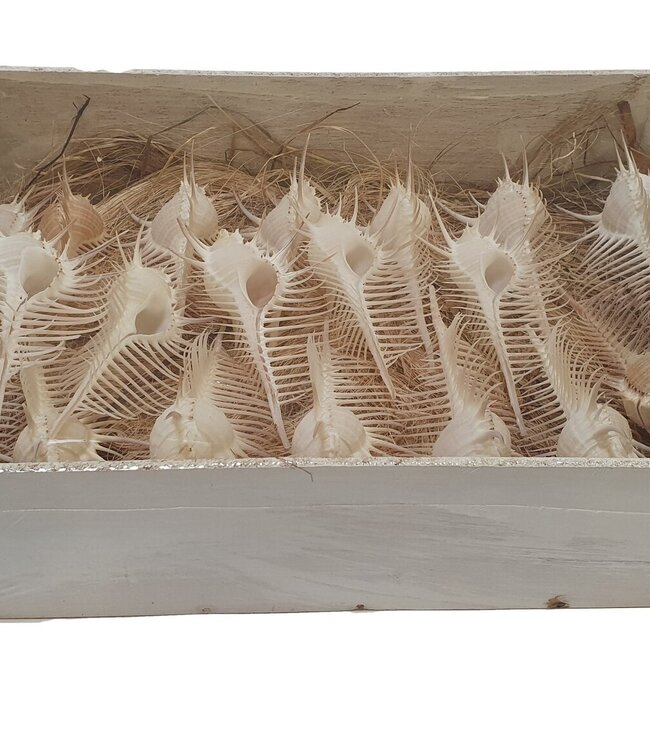 Tririmis seashells in box | Ordered per box