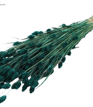 QC Turquoise dried Canary Grass | Phalaris dry flowers | Length 60 centimetres | Per 6 bunches