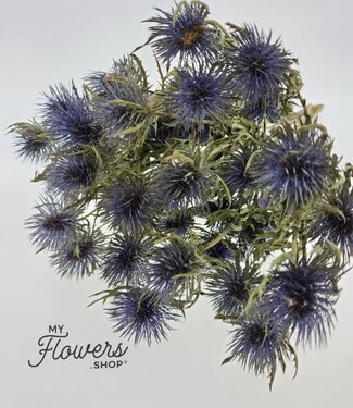 MyFlowers Dried Eryngium/cross thistle natural blue