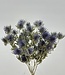 Dried Eryngium/Cross Thistle | Size L | Length 60-70 cm.