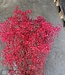 Bunch of dried and preserved bright pink Gyps | length 70 cm