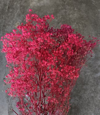 MyFlowers Preserved Gypsophila in bright pink color