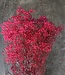 Bunch of dried and preserved bright pink Gyps | length 70 cm