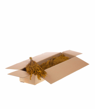 LDD Yellow dried Solidago | Goldenrod dried flowers | Per 4 pieces