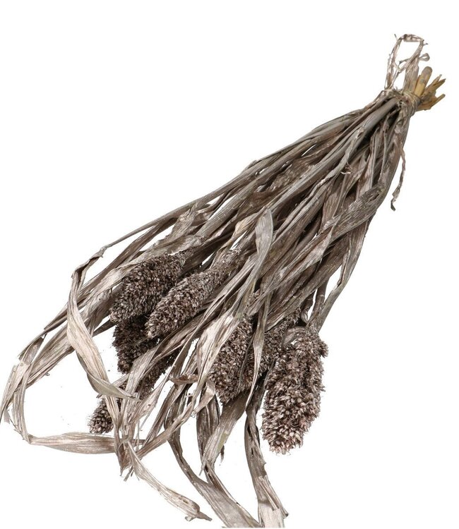 Champagne-coloured Sorghum dried flowers | Length 70 centimetres | Ordered by piece