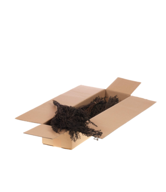 LDD Dark brown dried Solidago | Goldenrod dried flowers | Per 4 pieces