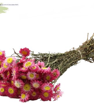 QC Natural pink Acroclinium dried flowers | Length 55 centimetres | Per 6 pieces