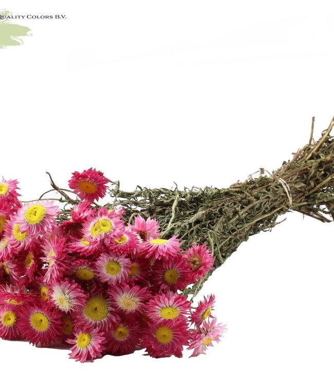 Natural pink Acroclinium dried flowers | Length 55 centimetres | Order 6 pieces