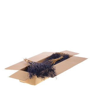 LDD Dark blue dried Gold Screen | Bupleurum Open dried flowers | Length 55 centimetres | Per 4 pieces