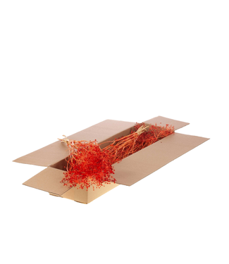 LDD Intense orange dried Gold Screen | Bupleurum Open dried flowers | Length 55 centimetres | Per 4 pieces