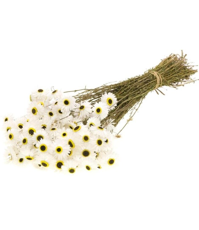 Fleurs séchées Acroclinium blanc naturel | Longueur 55 centimètres | Par 25 pièces sur commande