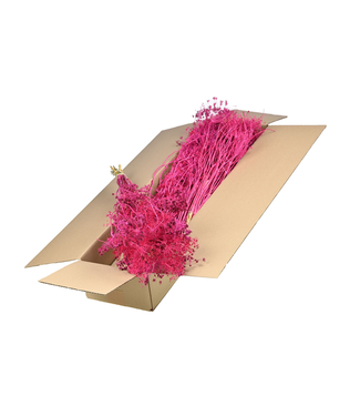 LDD Ecran d'or séché de couleur cerise | Bupleurum Open dried flowers | Longueur 55 centimètres | Par 4 pièces