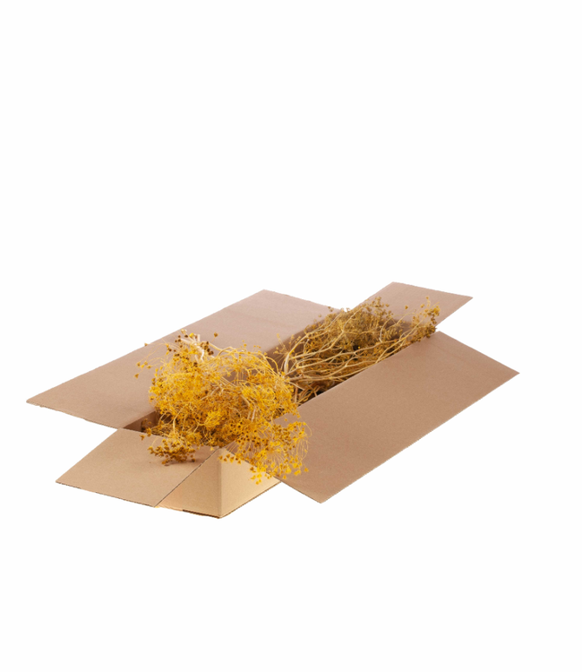 Yellow dried Gold Screen | Bupleurum Open dried flowers | Length 55 centimetres | Order per 4 bunches