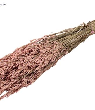 QC Gedroogde haver mat roze | Avena droogbloemen | Lengte 60 centimeter | Per 25 bossen