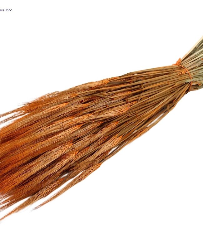 Orange dried barley | Hordeum dried flowers | Length 60 centimetres | Order per 6 bunches