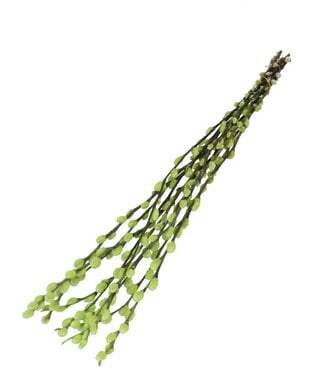 4A Light green dried willow catkins | Length 70 centimetres | Per 10 sprigs