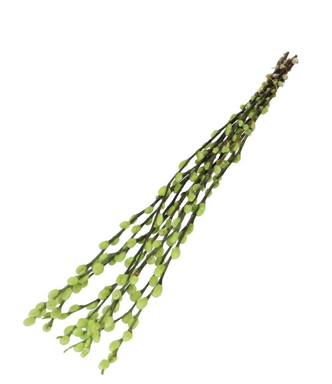 Light green dried Willow Catkins | Length 70 centimetres | Ordered per 10 pieces