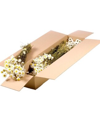 LDD Fleurs séchées Acroclinium blanc naturel | Longueur 55 centimètres | Par 5 pièces