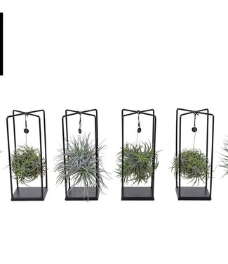 ME Tillandsia Cube mix (Medium) | Per 6 stuks