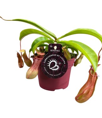 ME Nepenthes Alata 12 cm | Par 6 pièces