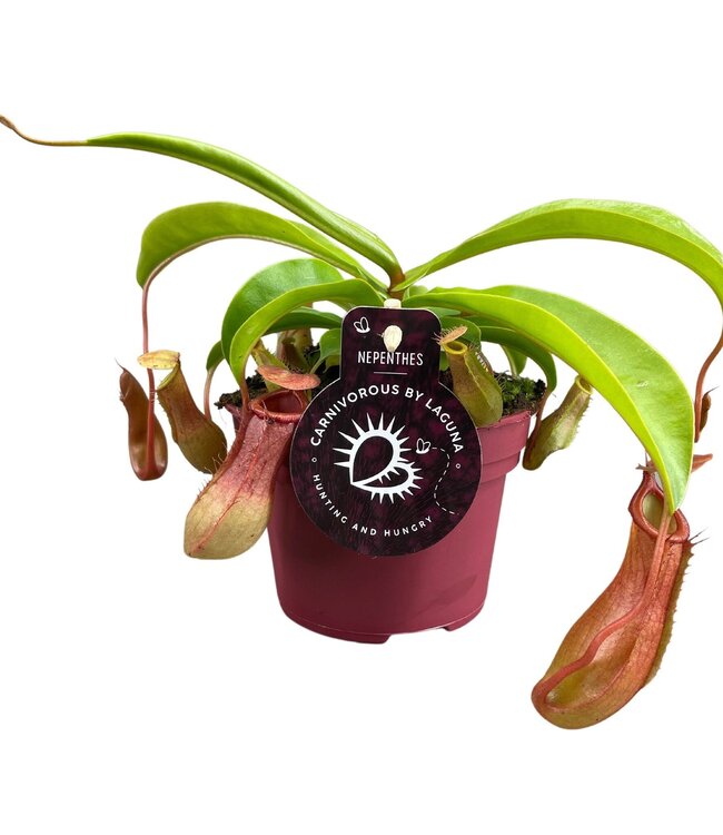 Nepenthes Alata 12 cm | Par 6 pièces