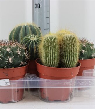 ME Cactus Bolcactus Gemengd | Potmaat 15 | Per 4 stuks