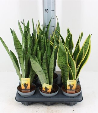 ME Sansevieria Gemend 2 Soorten | Potmaat 12 | Per 6 stuks