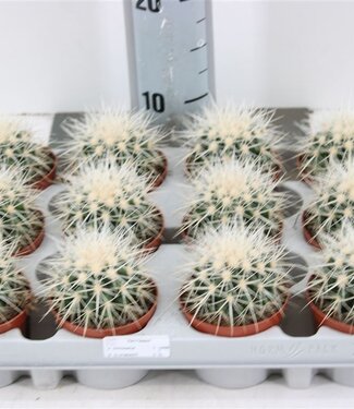 ME Echinocactus Grusonii `albispina` P8.5 | Per 12 pieces