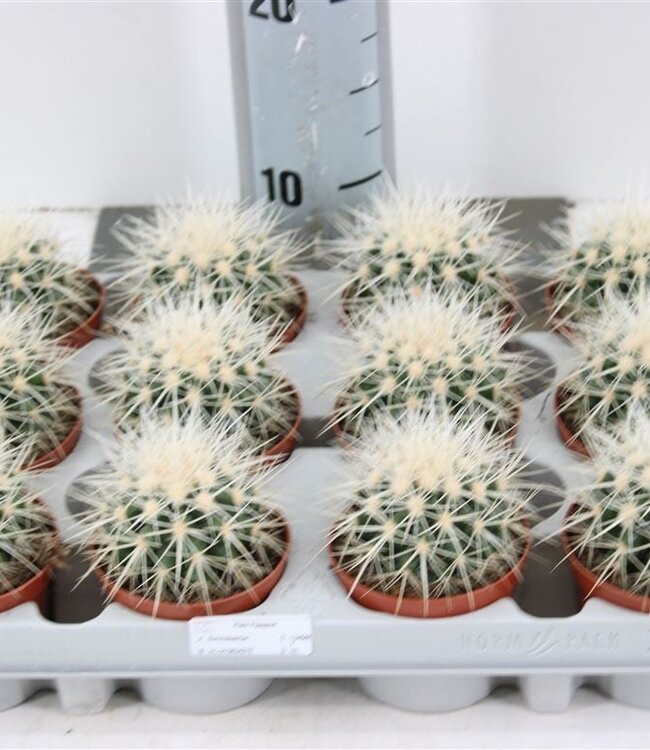 Echinocactus Grusonii `albispina` P8.5 | Par 12 pièces