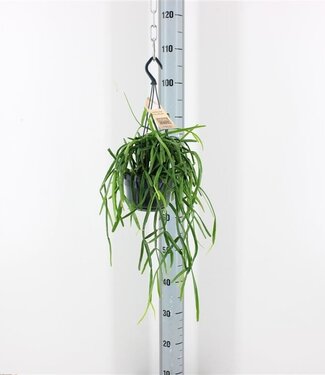 ME Rhipsalis Micrantha | Topfgröße 14 | Einzeln