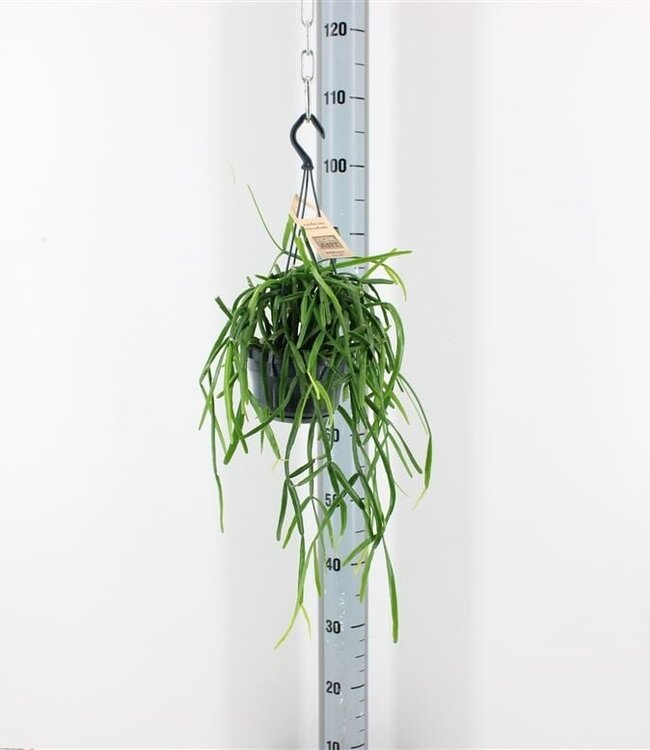 Rhipsalis Micrantha | Potmaat 14 | Per stuk