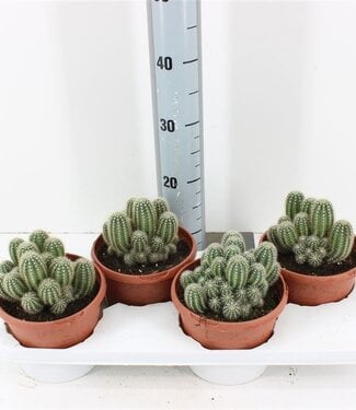 ME Trichocereus Huascha | Pot size 17 | Per 4 pieces