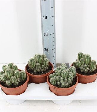 ME Trichocereus Huascha | Potmaat 17 | Per 4 stuks