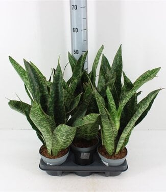 ME Sansevieria Aubrytniana Dragon | Pot 14 | Par 5 pièces