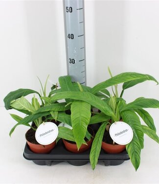 ME Philodendron Campii | Pot size 12 | Per 6 pieces