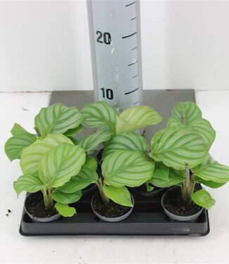 ME Calathea Orbifolia | Pot size 6 | 8 pieces