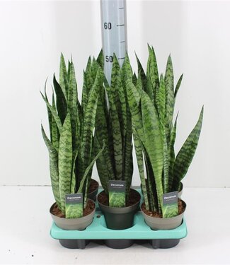 ME Sansevieria Spearmint | Pot 14 | Par 5 pièces