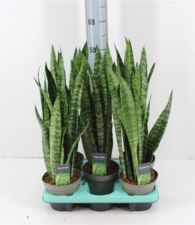 Sansevieria Spearmint | Potmaat 14 | Per 5 stuks