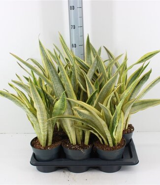 ME Sansevieria Aubrytniana Lauren | Taille du pot 17 | Par 6 pièces