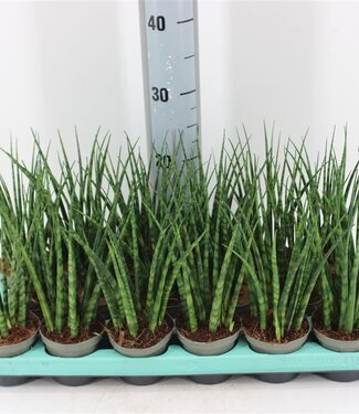 ME Sansevieria Fernwood Mikado | Pot size 9 | Per 18 pieces