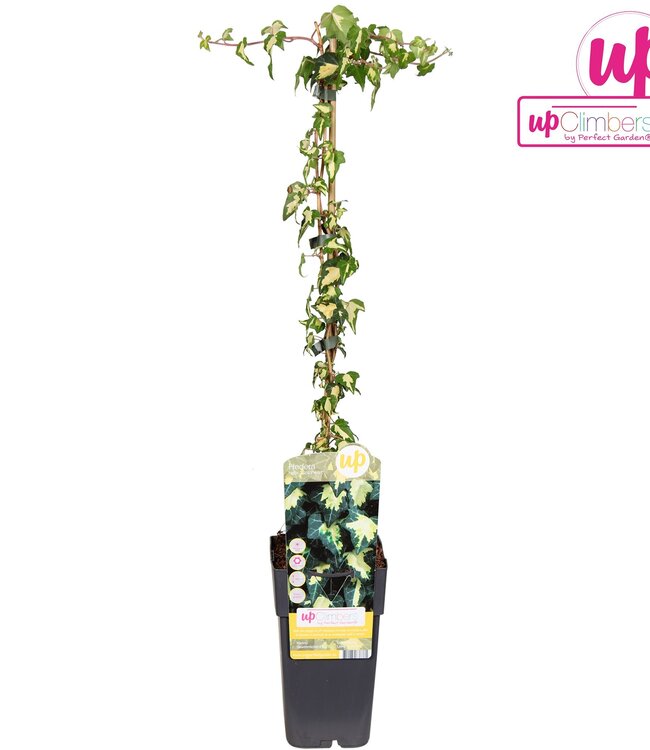 Hedera helix goldheart | Topfgröße 15 | Pro 10 Stück