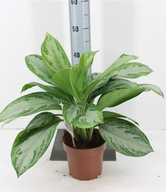 ME Aglaonema Silver Bay | Taille du pot 17 | Par 6 pièces