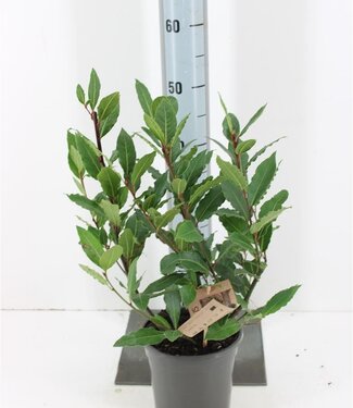 ME Laurus nobilis Shrub | Pot size 17 | Per 6 pieces