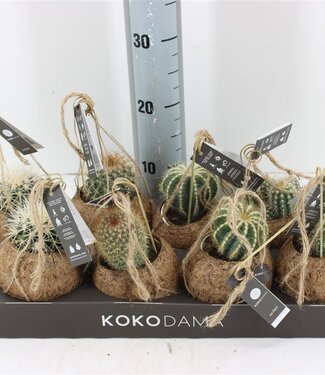 ME Cactus Mix Kokodama | Pot size 12 | Per 8 pieces