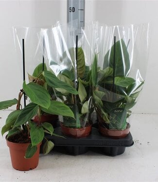 ME Philodendron Nangaritense | Topfgröße 12 | Pro 6 Stück