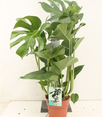 ME Monstera Deliciosa | Taille du pot 19 | Par 3 pièces