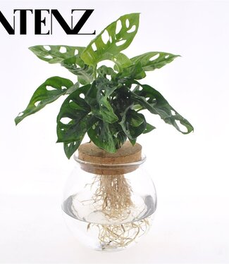 ME Monstera adansonii 12cm in Spherical Glass + Snap Cork - le | Per 3 pieces