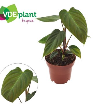 ME Philodendron Nangaritens 12cm | Per 6 pieces