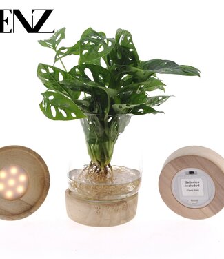 ME Monstera adansonii 12cm in Kingston glas + LED - l | Per 4 stuks