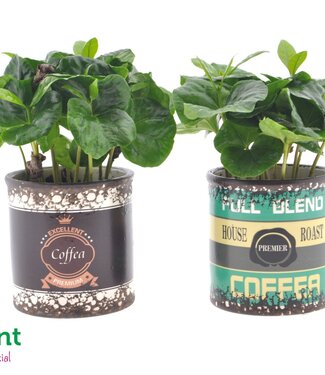 ME Coffea in Retro can | Per 12 pieces